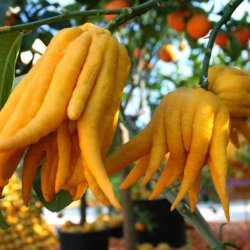ЦИТРОН "РУКА БУДДЫ" (Citrus medica digitata "Buddha`s Hand")