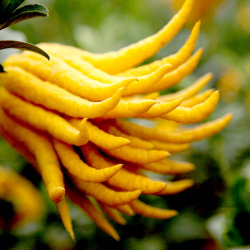 ЦИТРОН "РУКА БУДДЫ" (Citrus medica digitata "Buddha`s Hand")