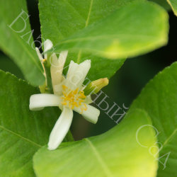 ЦИТРОН "РУКА БУДДЫ" (Citrus medica digitata "Buddha`s Hand")