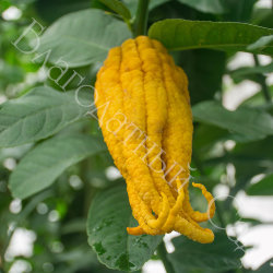 ЦИТРОН "РУКА БУДДЫ" (Citrus medica digitata "Buddha`s Hand")
