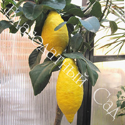 ЛИМОН "ЛУНАРИО" (Citrus Limon Lunario)