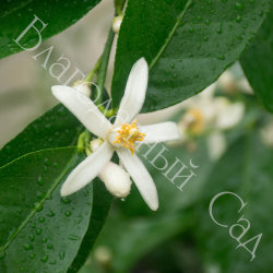ЛИМОН "ЛУНАРИО" (Citrus Limon Lunario)