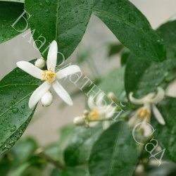ЛИМОН "ЛУНАРИО" (Citrus Limon Lunario)