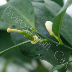 ЛИМОН "ЛУНАРИО" (Citrus Limon Lunario)