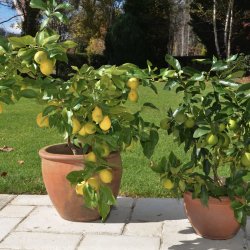 ЛИМОН "МАЙКОПСКИЙ" (Citrus limon "Maykopsky")
