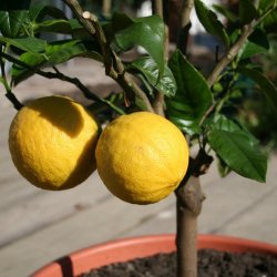ЛИМОН "МАЙКОПСКИЙ" (Citrus limon "Maykopsky")
