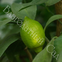 ЛИМОН "МАЙКОПСКИЙ" (Citrus limon "Maykopsky")