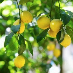 ЛИМОН "МАЙКОПСКИЙ" (Citrus limon "Maykopsky")