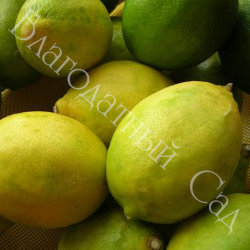 ЛИМОН "АБХАЗСКИЙ" (НОВО-АФОНСКИЙ) (Citrus limon "Abkhazian")