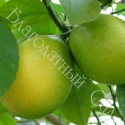 ЛИМОН "АБХАЗСКИЙ" (НОВО-АФОНСКИЙ) (Citrus limon "Abkhazian")