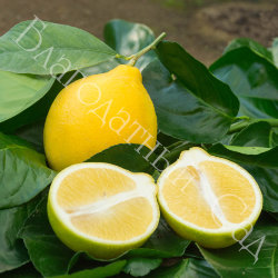 ЛИМОН "АБХАЗСКИЙ" (НОВО-АФОНСКИЙ) (Citrus limon "Abkhazian")