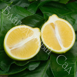 ЛИМОН "АБХАЗСКИЙ" (НОВО-АФОНСКИЙ) (Citrus limon "Abkhazian")