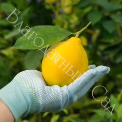 ЛИМОН "АБХАЗСКИЙ" (НОВО-АФОНСКИЙ) (Citrus limon "Abkhazian")