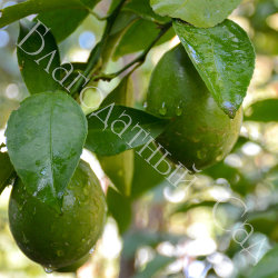 ЛИМОН "АБХАЗСКИЙ" (НОВО-АФОНСКИЙ) (Citrus limon "Abkhazian")