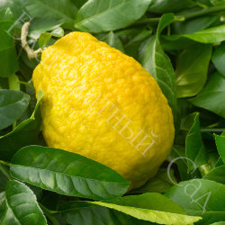 ЛИМОН "ПОНЦИНО АМАЛЬФИТАНО" (Citrus limon "Ponzino Amalphitanum")
