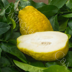ЛИМОН "ПОНЦИНО АМАЛЬФИТАНО" (Citrus limon "Ponzino Amalphitanum")
