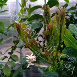 ЛИМОН "ПОНЦИНО АМАЛЬФИТАНО" (Citrus limon "Ponzino Amalphitanum")