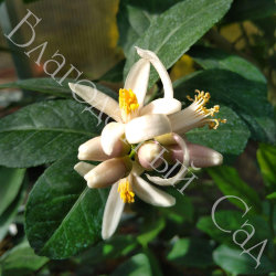 ЛИМОН "ПОНЦИНО АМАЛЬФИТАНО" (Citrus limon "Ponzino Amalphitanum")