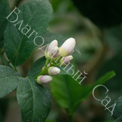 ЛИМОН "ПОНЦИНО АМАЛЬФИТАНО" (Citrus limon "Ponzino Amalphitanum")