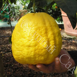 ЛИМОН "ПОНЦИНО АМАЛЬФИТАНО" (Citrus limon "Ponzino Amalphitanum")