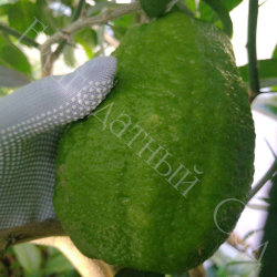 ЛИМОН "ПОНЦИНО АМАЛЬФИТАНО" (Citrus limon "Ponzino Amalphitanum")
