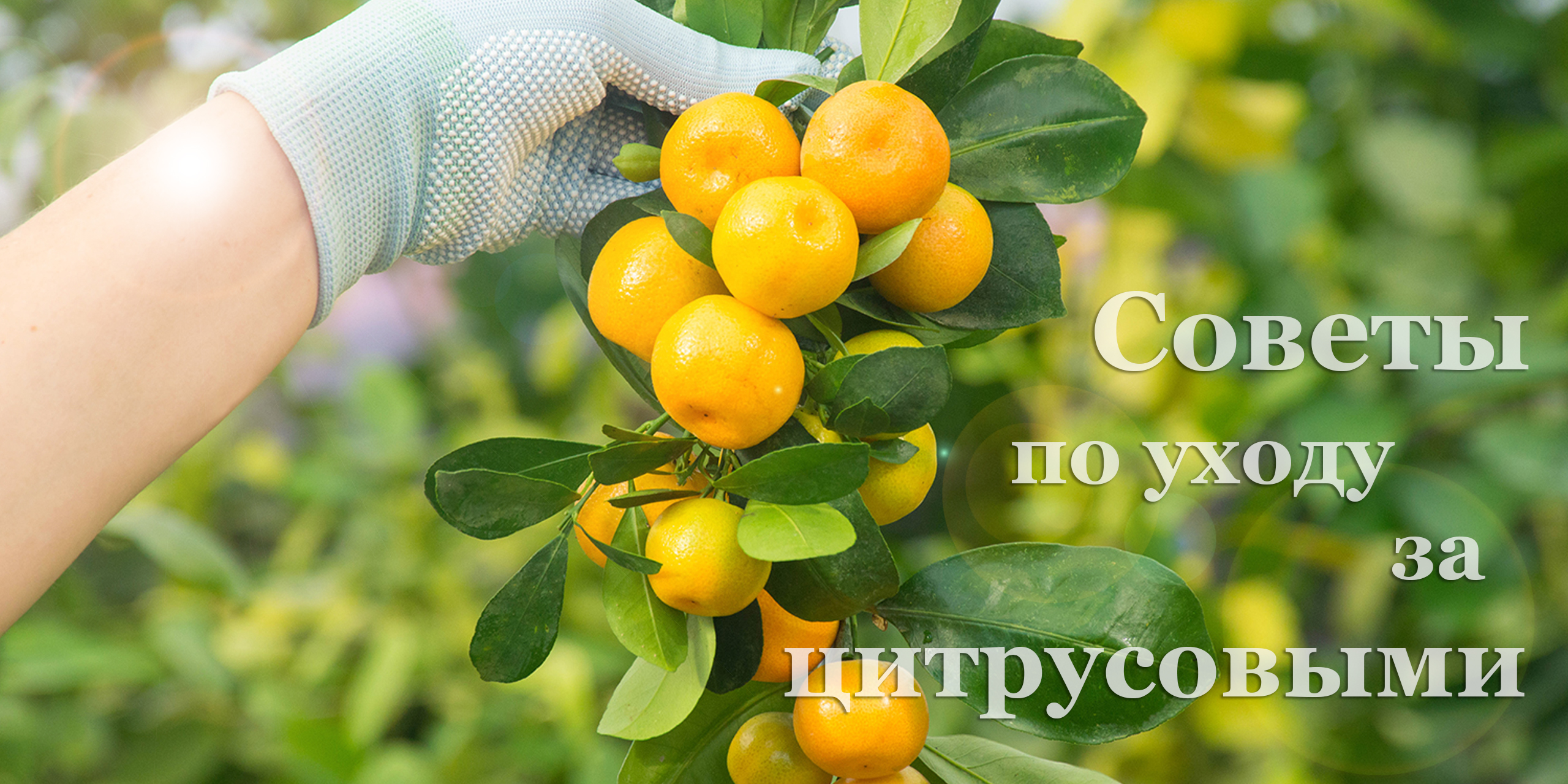 Alt текст изображения для seo